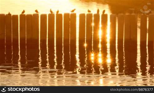 Birds sit on sticks in the water