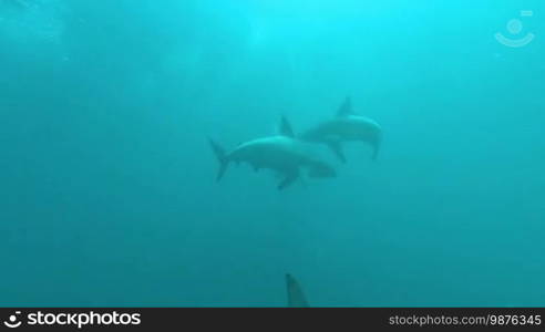 Black tip sharks swimming around bait