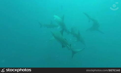 Black tip sharks swimming around bait