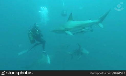 Black tip sharks swimming around bait