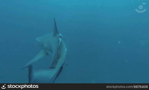 Black tip Sharks swimming around bait