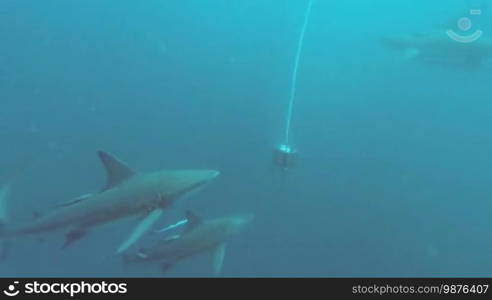 Black tip sharks swimming around bait