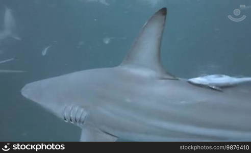 Black tip sharks swimming around bait