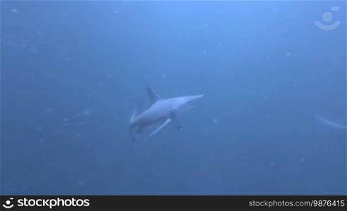 Black tip sharks swimming around bait