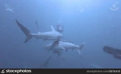 Black tip sharks swimming around bait