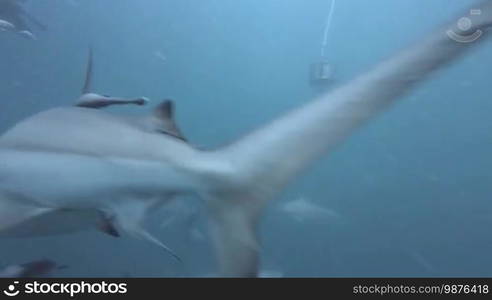 Black tip sharks swimming around bait