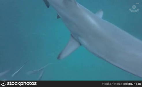 Black tip sharks swimming around bait