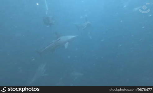 Black tip sharks swimming around bait