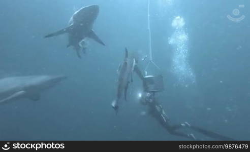 Black tip sharks swimming around bait