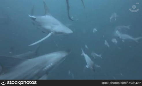 Black tip sharks swimming around bait