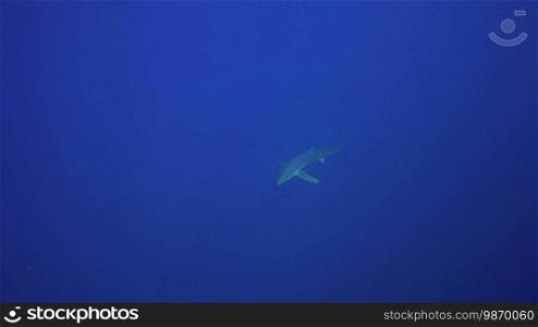 Blauhai swims in the deep blue of the Atlantic under the camera