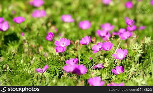 Bloody cranesbill in the wind (Geranium sanguineum)