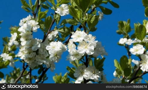 Blooming cherry branch on a blue sky background
