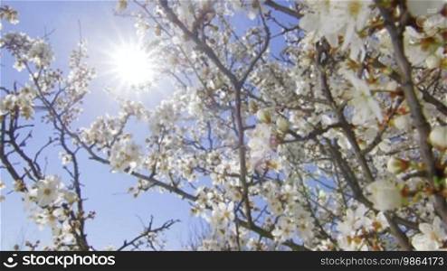 Blooming cherry tree against sun and blue sky - vertical dolly shot