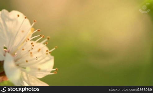 Blossoms of an apricot