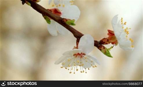 Blossoms of an apricot