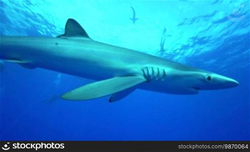 Blue shark in the deep blue of the Atlantic. Approaches the camera.