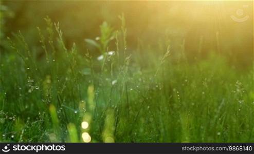 Blurred grass background with water drops.