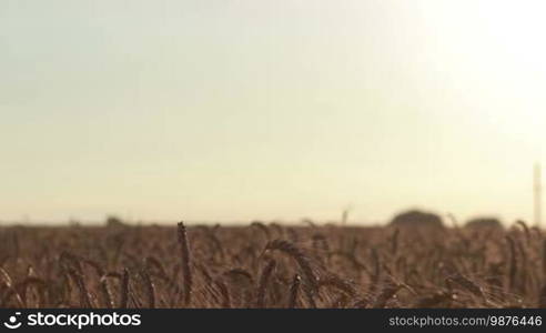 Blurry couple in love holding hands while standing face to face in wheat field in sunset light. Foreground ripened spikes of golden wheat. Romantic couple enjoying leisure together, holding hands in the middle of meadow.