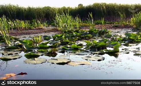 Boat Ride Through The Swamp