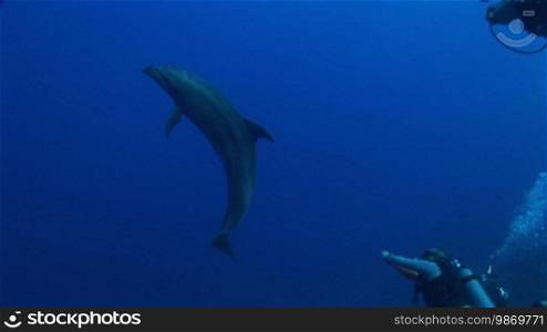 Bottlenose dolphin and diver swimming in the sea