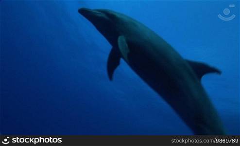 Bottlenose dolphin swims in the sea