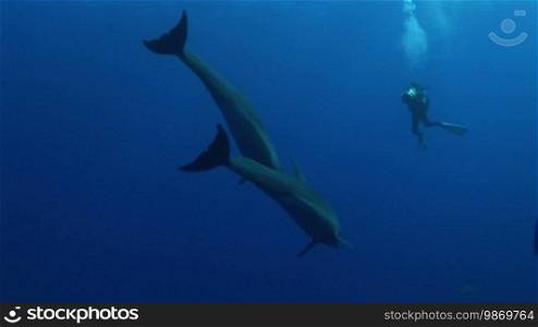 Bottlenose dolphins and divers swim in the sea