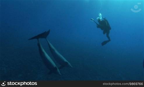 Bottlenose dolphins and divers swim in the sea