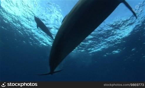 Bottlenose dolphins swim in the sea