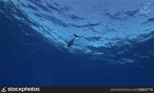 Bottlenose dolphins swim in the sea