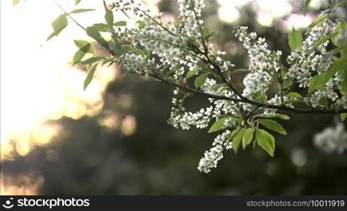 Branch of the bird-cherry tree with flowers under light breeze, yellowish sky.