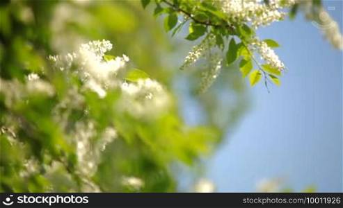 Branches of the bird-cherry tree with flowers under light breeze, blue sky.