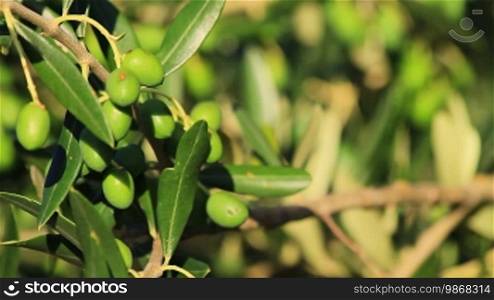 Branches with green olive fruits, tilt