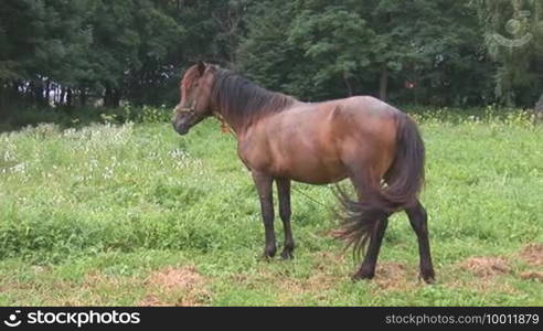 Brown horse on a meadow