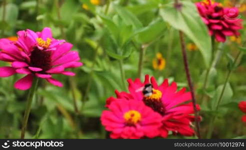 Bumblebee (Bombus) moves from one pink flower to another