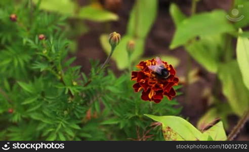 Bumblebee (Bombus) on tagetes in garden on a sunny day, close-up