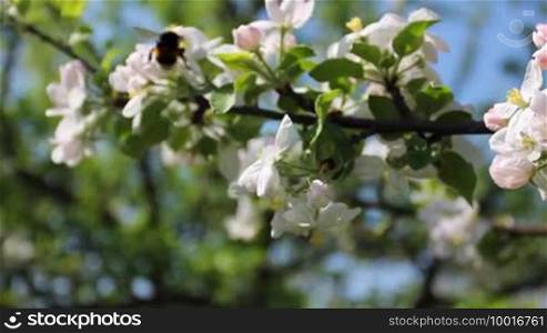 Bumblebee fly from one white apple blossom to another, close-up