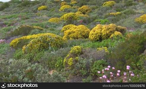 Bunte Blumenwiese mit gelben, rosa und lila Blumen zwischen grüner Wiese und gelb blühenden Büschen - Küste der Algarve, Portugal.