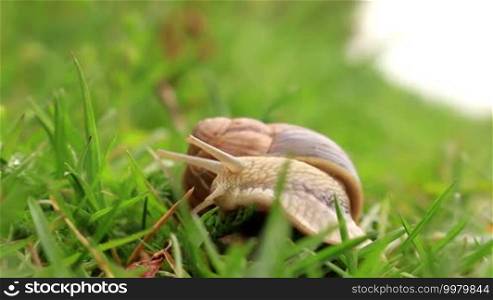 Burgundy snail Helix pomatia in the green grass
