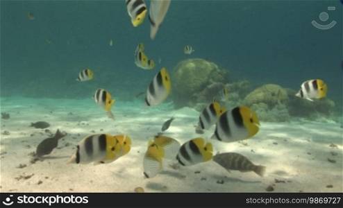 Butterfly fishes, Chaetodon uliensis, double saddle butterflyfish, Doppelsattel Falterfisch