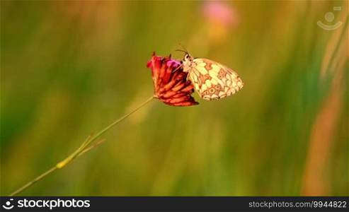 Butterfly on the flower Marbled White Melanargia galathea