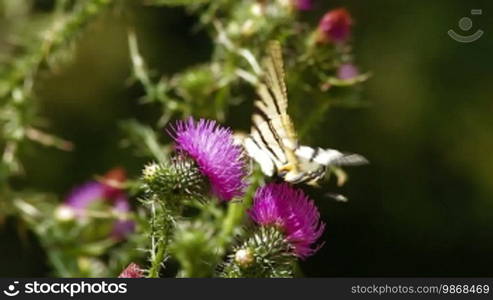 Butterfly pollinating thistle cirsium