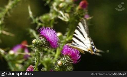 Butterfly pollinating thistle cirsium wildflower