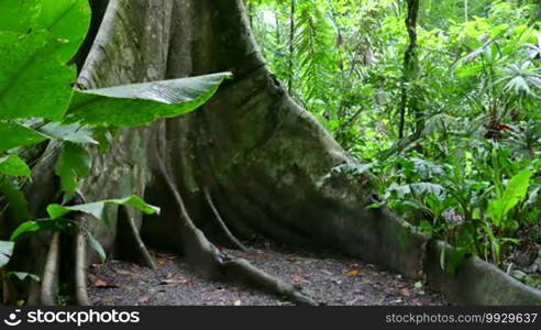 Buttress roots of a gigantic tree in Carara National Park, Costa Rica, Central America. Trees, jungle, forest, rainforest, nature, landscape, lush vegetation, flora