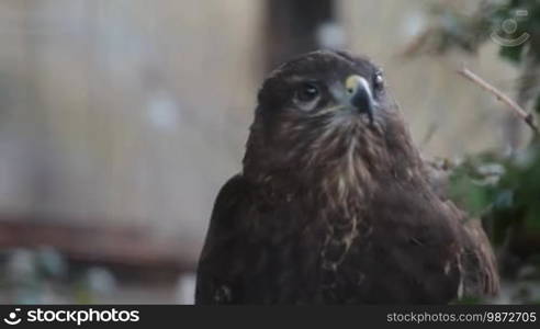 Buzzard hawk close-up (Buteo buteo)