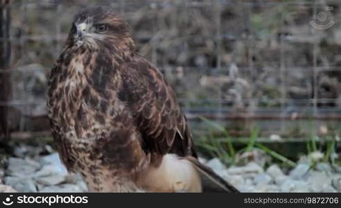 Buzzard hawk close-up (Buteo buteo)