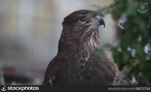 Buzzard hawk close-up (Buteo buteo)