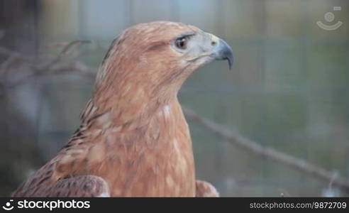 Buzzard hawk close-up (Buteo buteo)