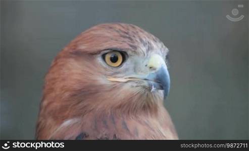 Buzzard hawk close-up (Buteo buteo)
