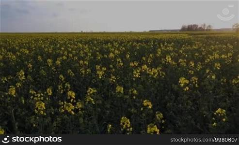 Camera pan over a rapeseed field with blooming rapeseed plants